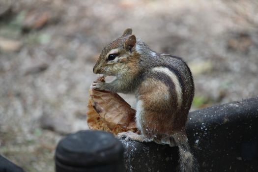 A charming chipmunk with a leaf, captured in Fish Creek Park, USA. Perfect nature moment.