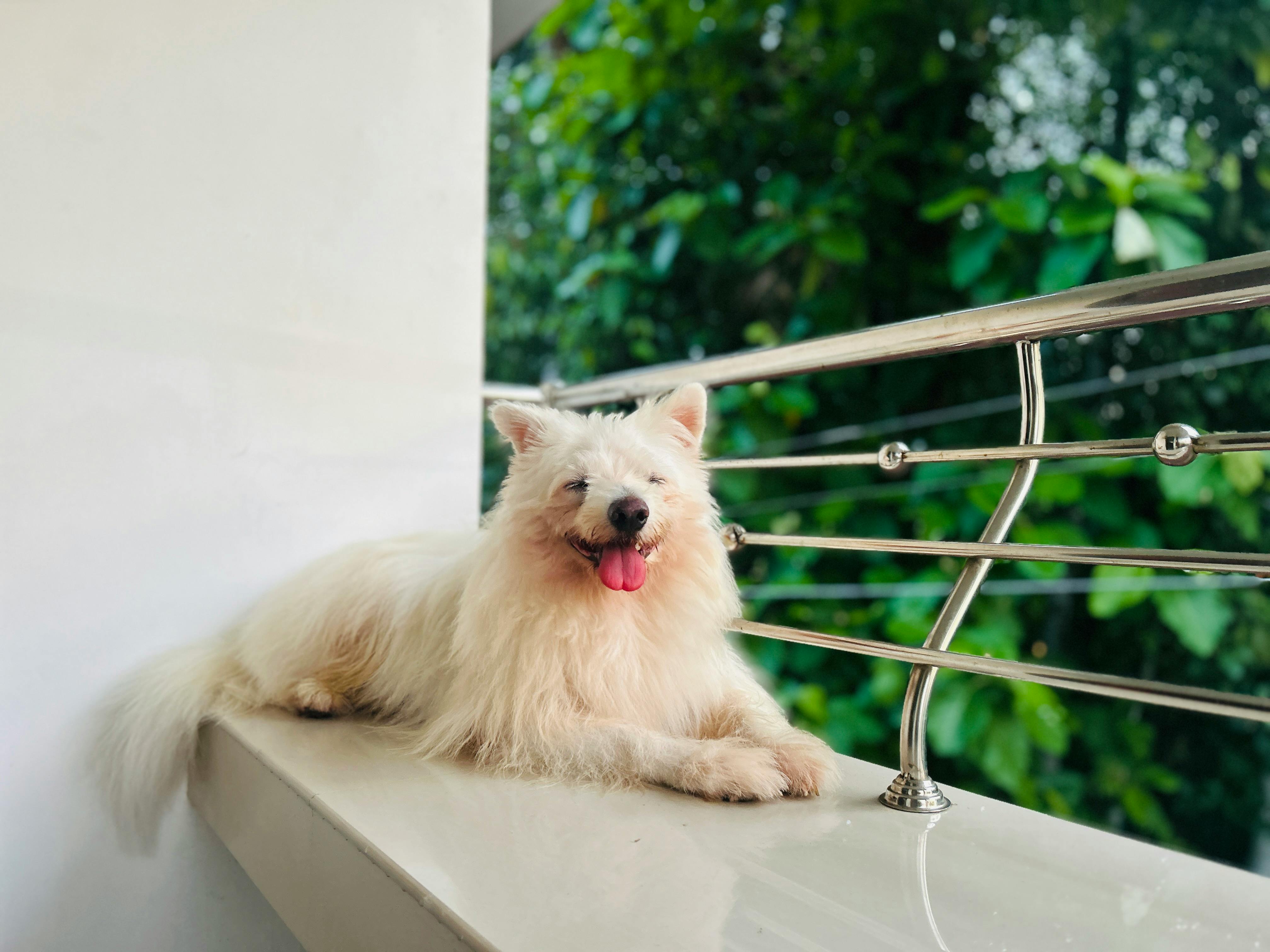 pet care pet grooming — Photo by Pexels User on Pexels