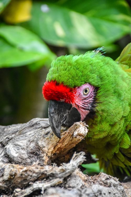 Free A stunning close-up of a colorful green macaw perched on a tree branch in a tropical setting. Stock Photo