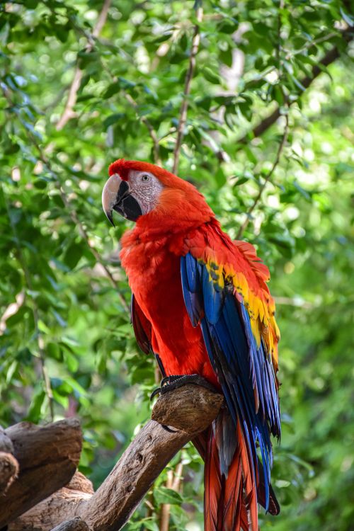 Free Colorful scarlet macaw perched on a branch amidst lush greenery. Stock Photo