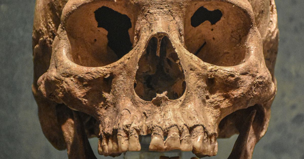 Essential fossils for tracing human evolutionary history Essential fossils for tracing human evolutionary history