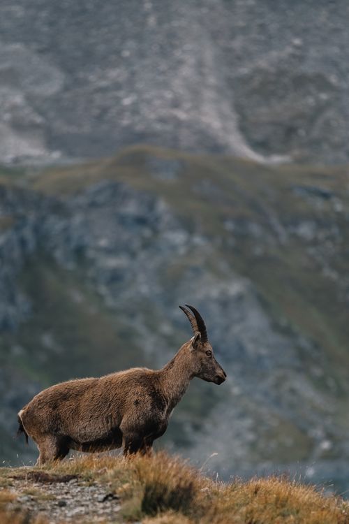 Free Wild mountain goat standing on rocky terrain in a serene alpine landscape. Stock Photo