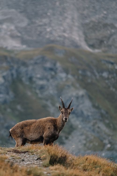 Free Stunning ibex standing in a rugged mountain terrain, showcasing wildlife in its natural habitat. Stock Photo