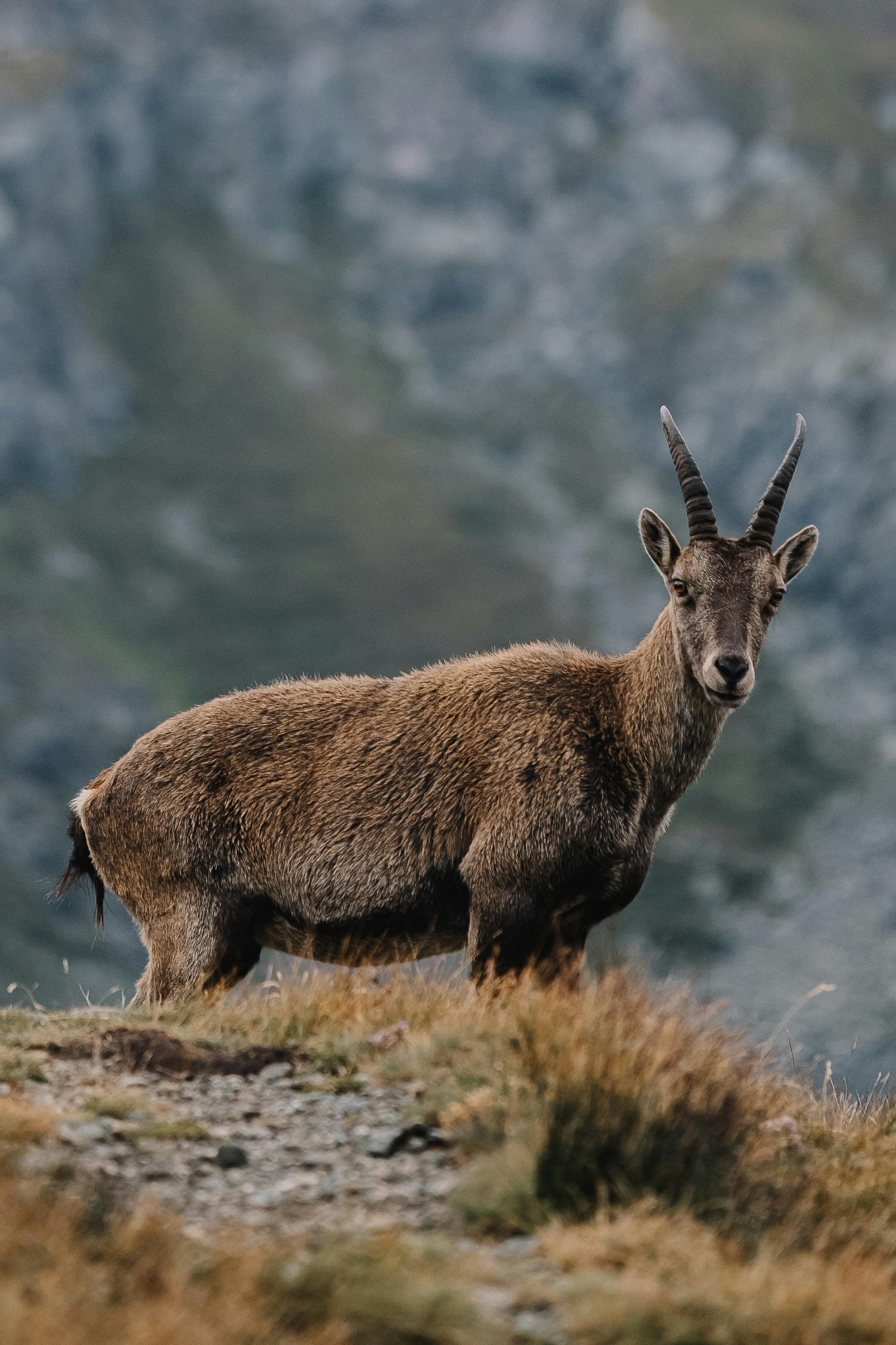 grátis Foto profissional grátis de ambiente alpino, animais selvagens, animal selvagem Foto profissional