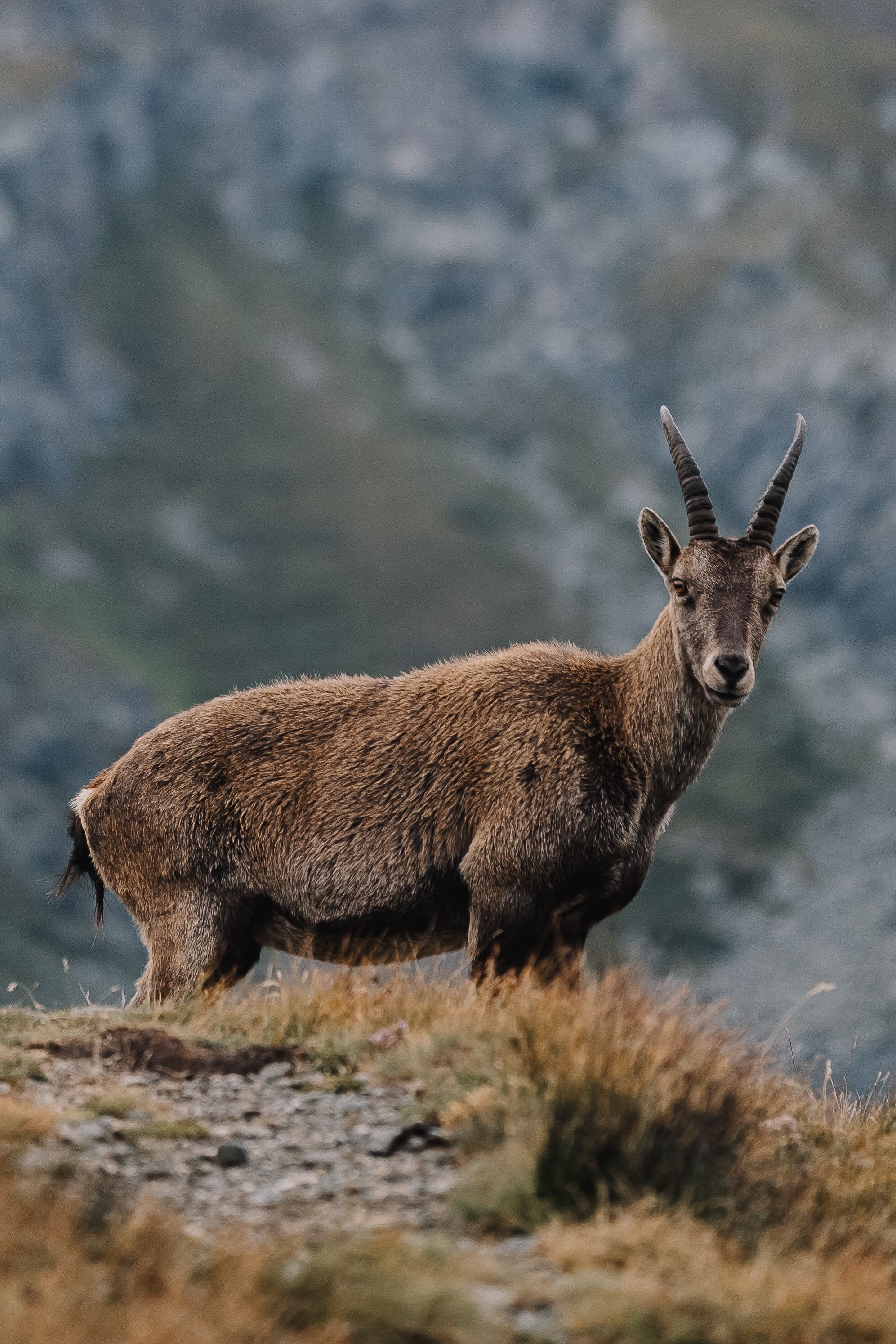 Wild Goat on a Hill · Free Stock Photo