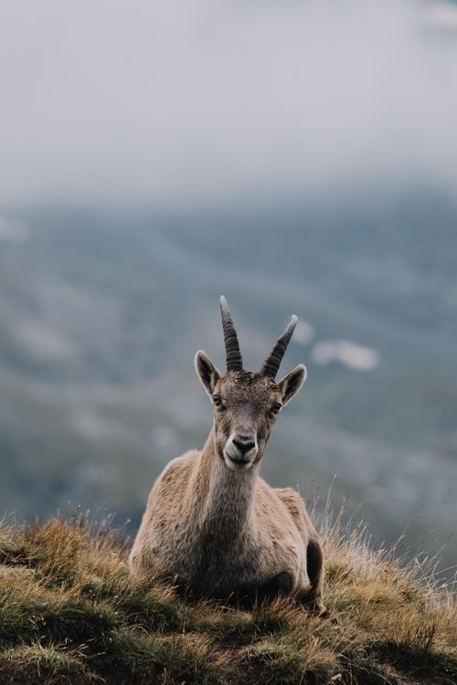 Free A wild goat rests peacefully on a misty mountainside, capturing serene wilderness. Stock Photo