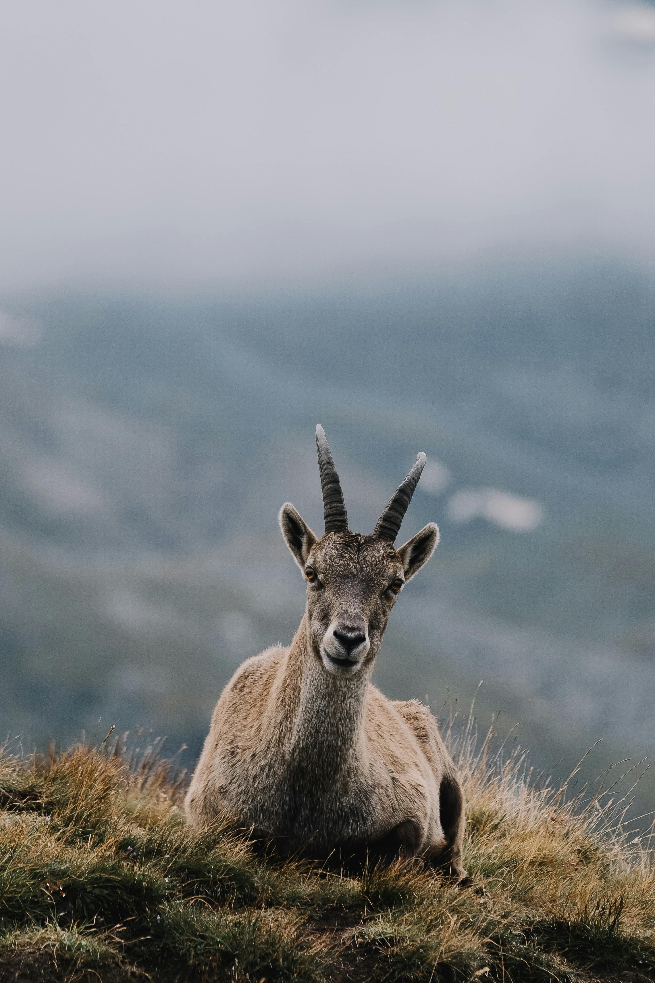 grátis Foto profissional grátis de alpino, ambiente natural, ao ar livre Foto profissional