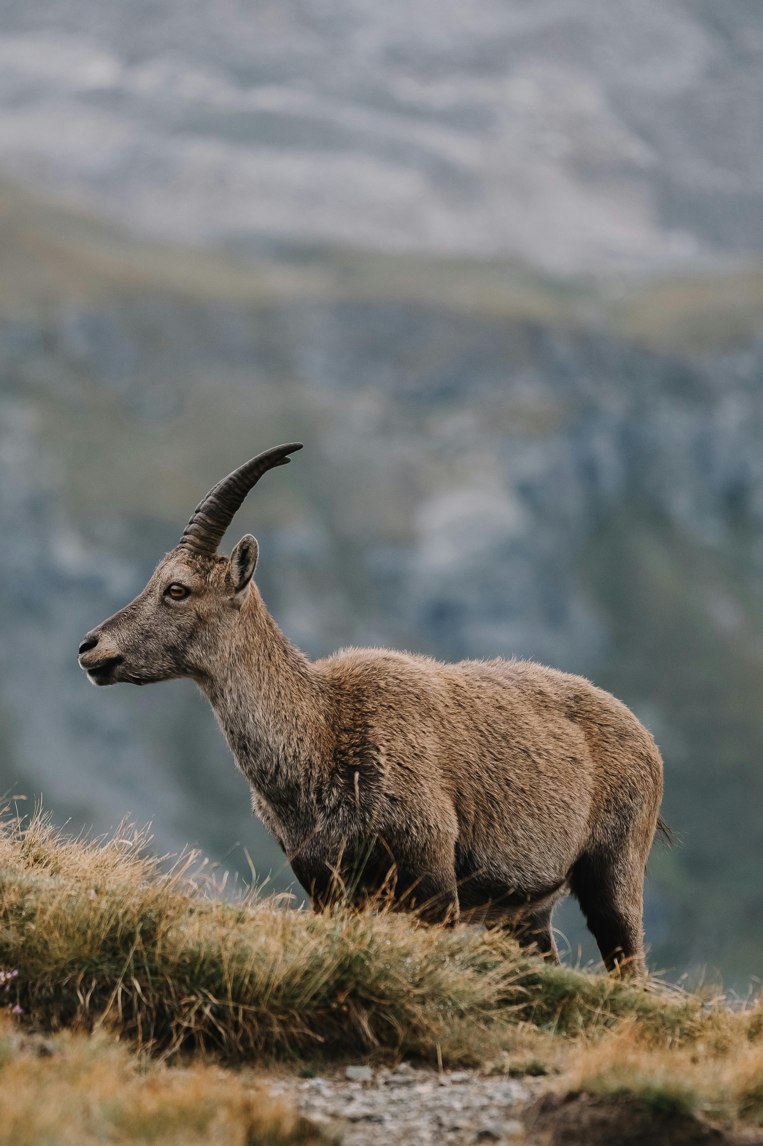 A side view of a mountain goat with fur grazing in a summer landscape outdoors.