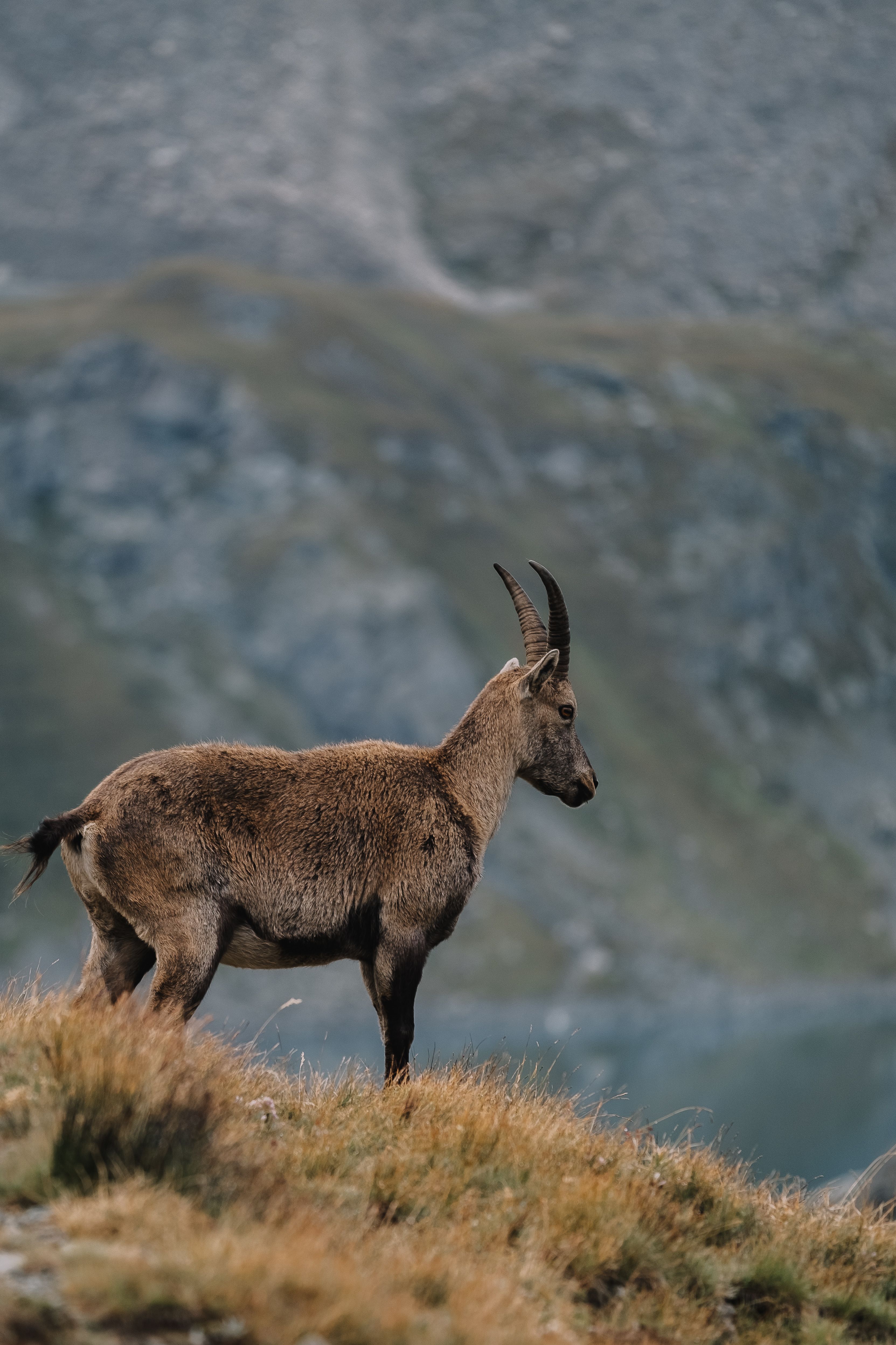 A wild mountain goat standing on a grassy slope in a mountainous landscape.