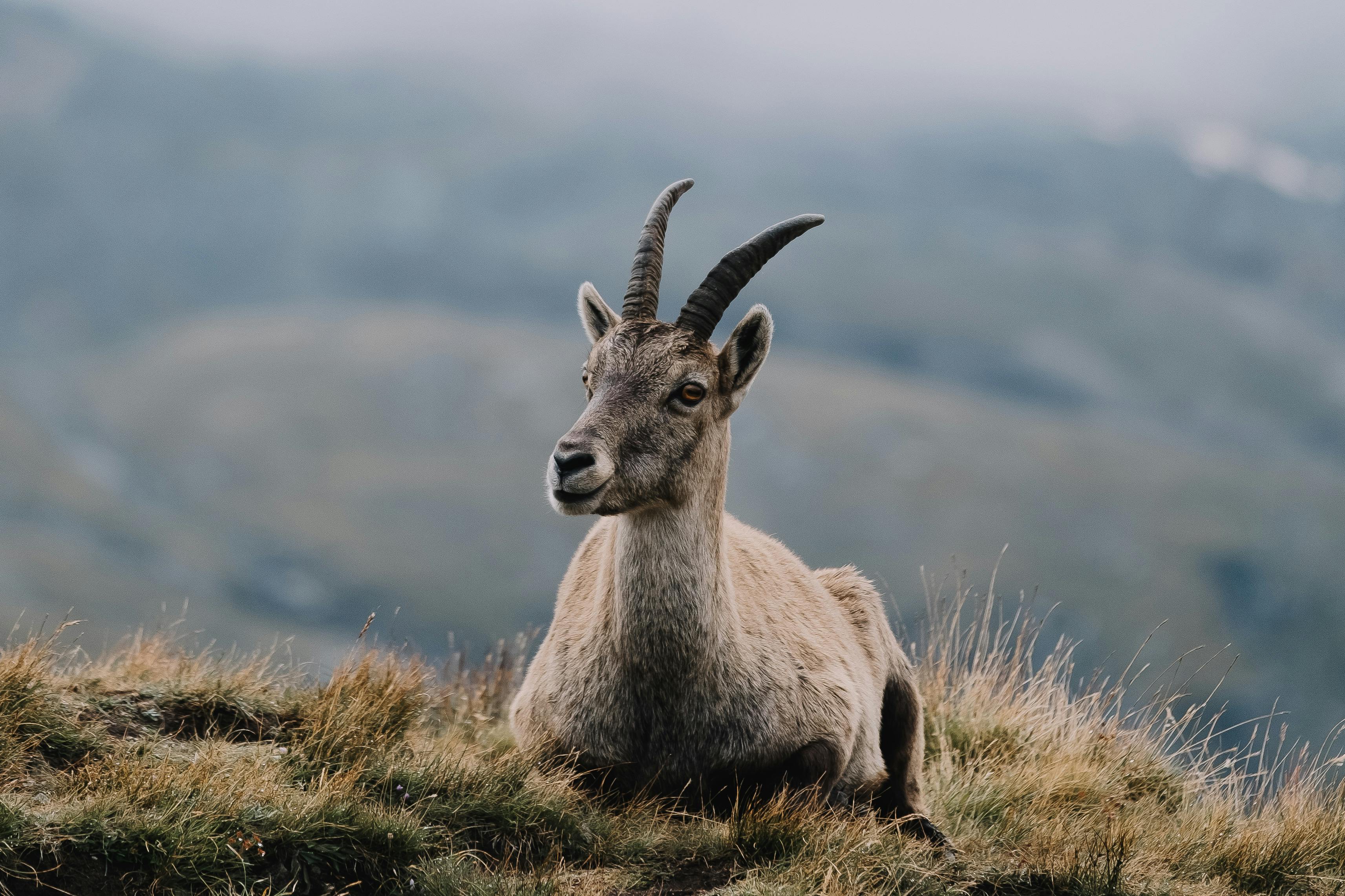 A wild goat with long horns resting on a mountainous landscape during the day.