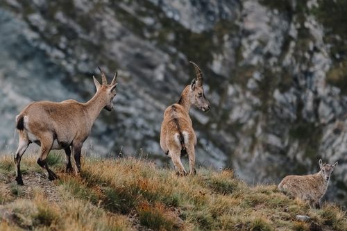 Free Three mountain goats with curved horns stand on a grassy hillside. Stock Photo