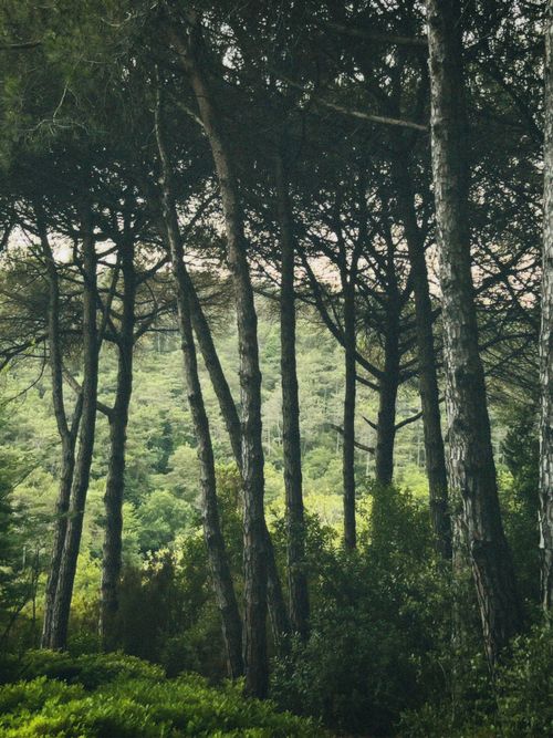 Free Tranquil forest scene with tall pine trees and morning light filtering through. Stock Photo