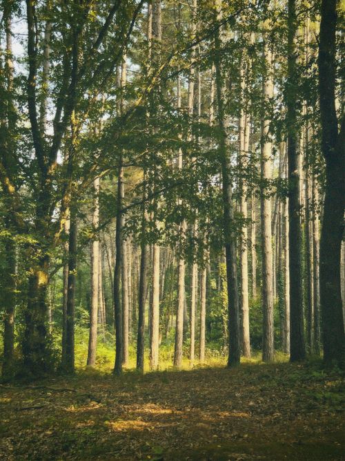 Free Sunlight filters through a lush forest creating a tranquil fall landscape. Stock Photo