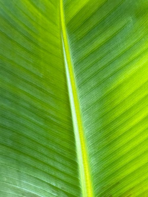 Free Detailed close-up of a vibrant green banana leaf, showcasing its texture and color. Stock Photo
