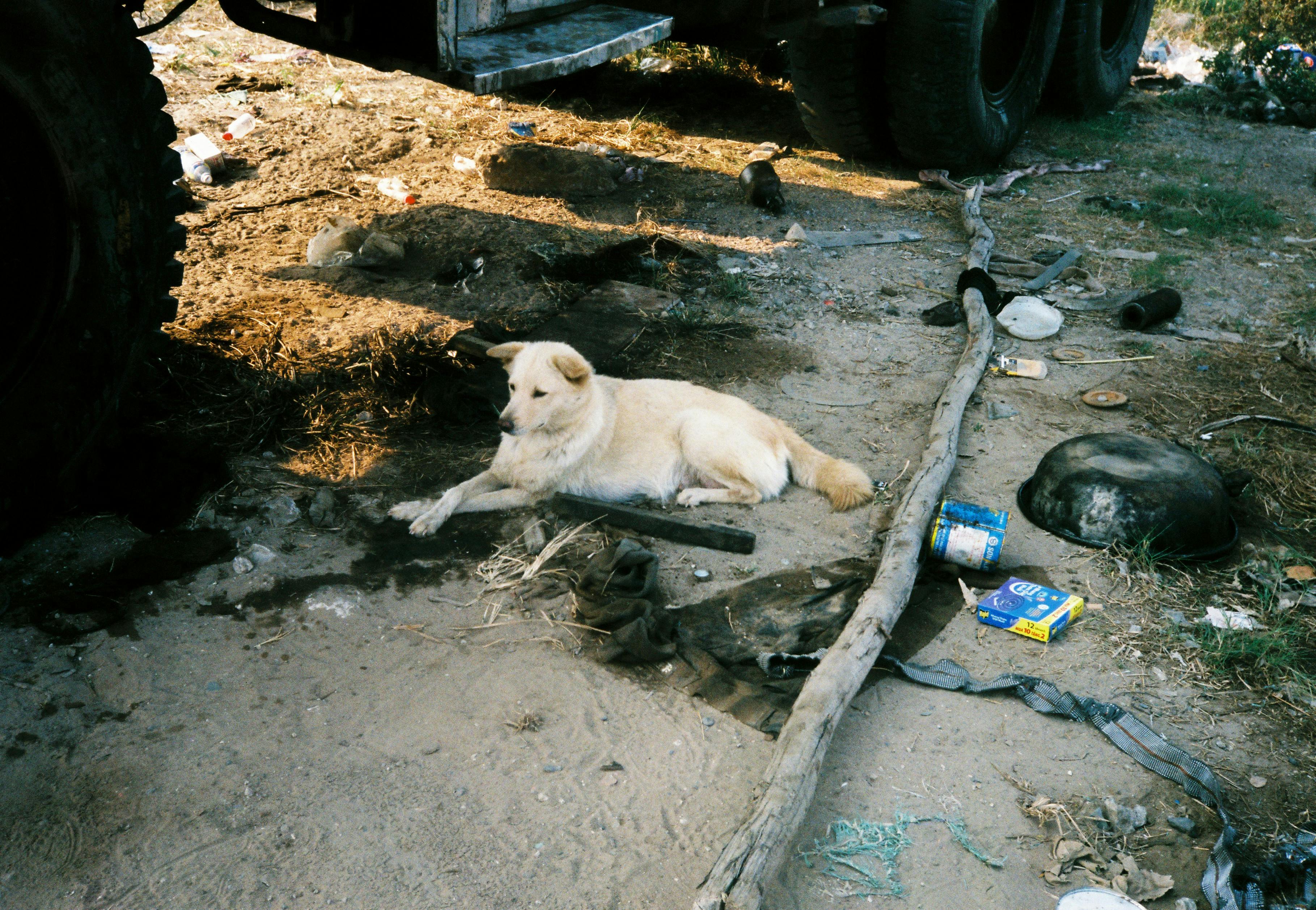 A stray dog lies among garbage and debris in an urban setting of Ho Chi Minh City.