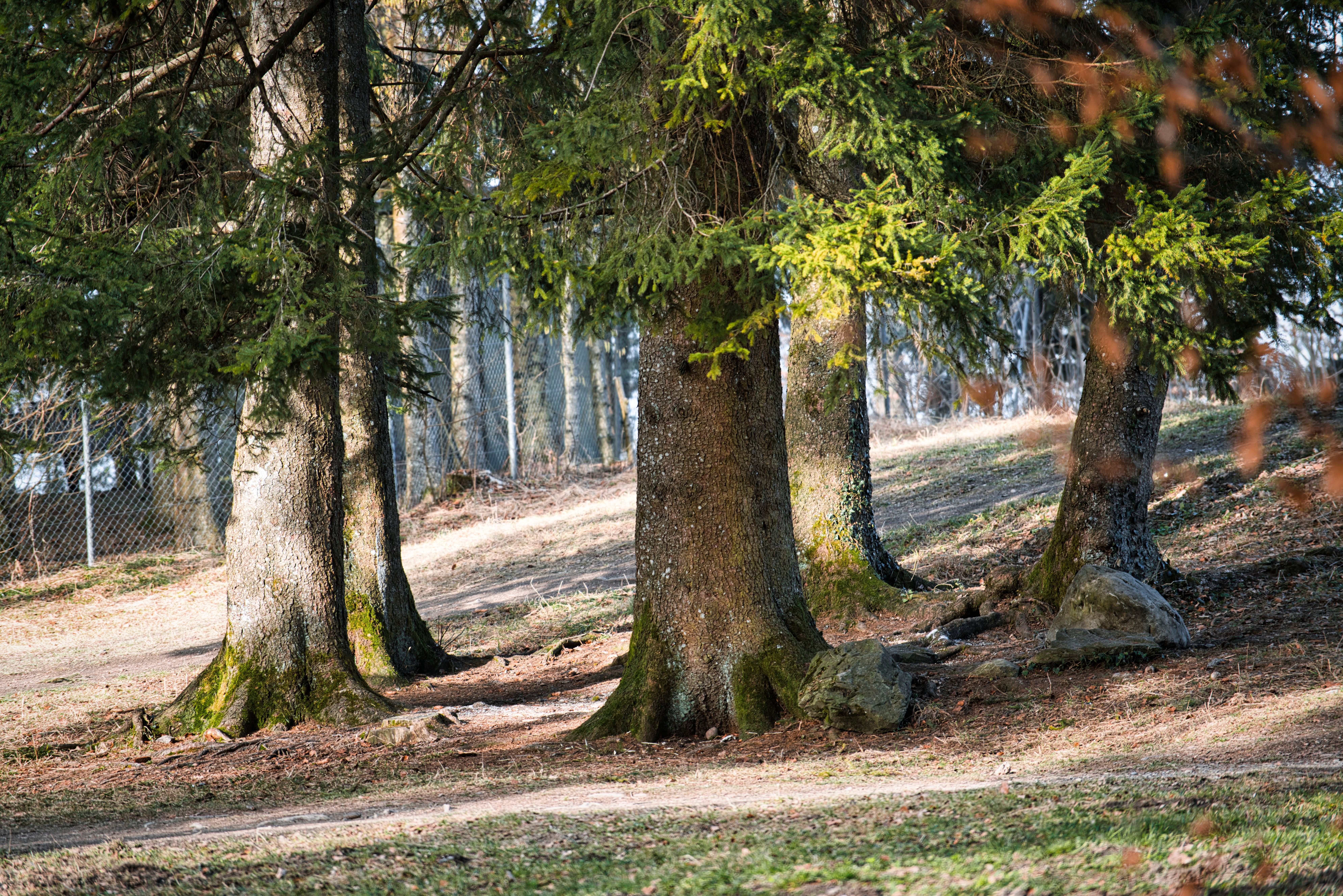 A serene forest scene with towering evergreen trees and a peaceful path.