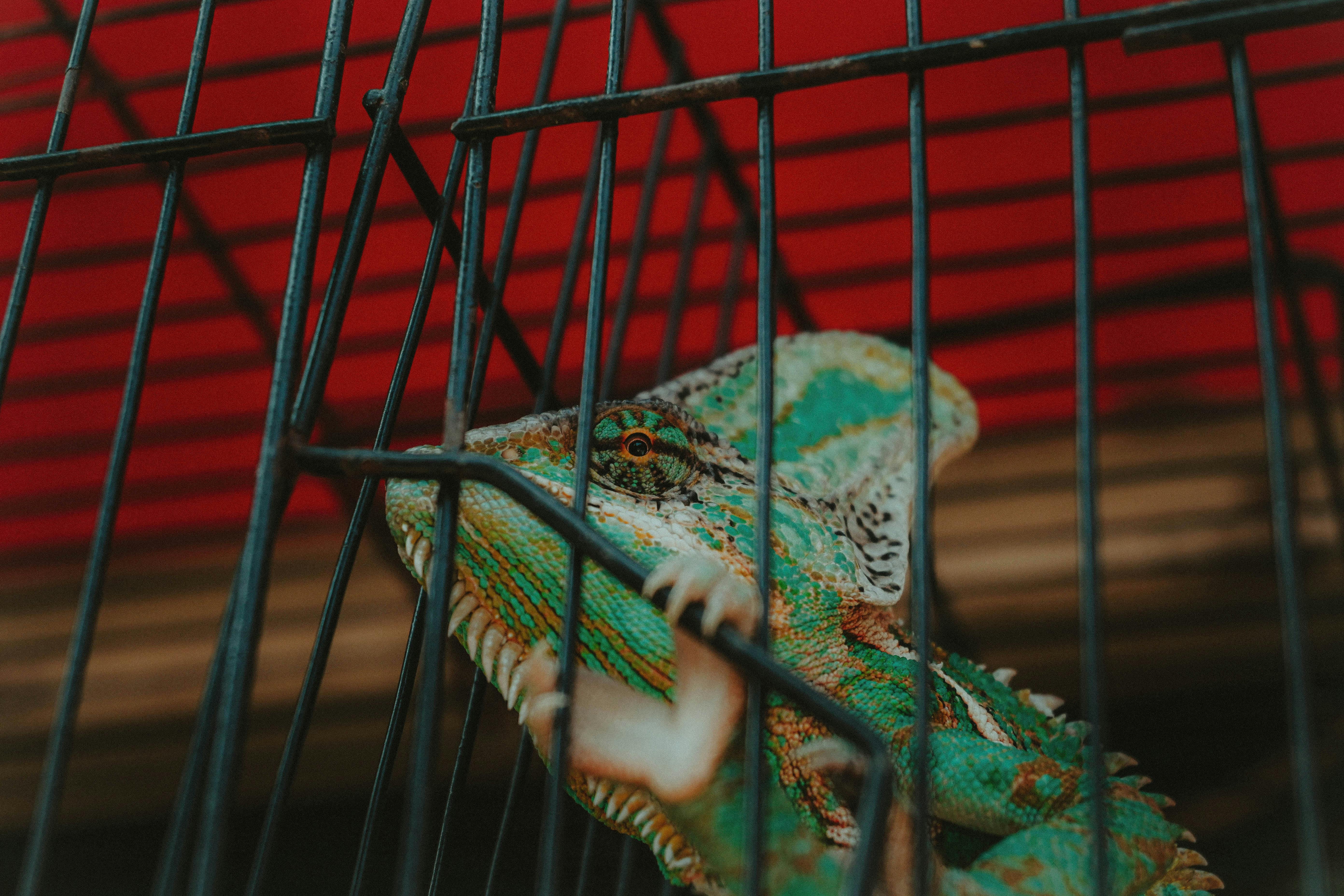 morning activities at the bird market