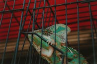 morning activities at the bird market