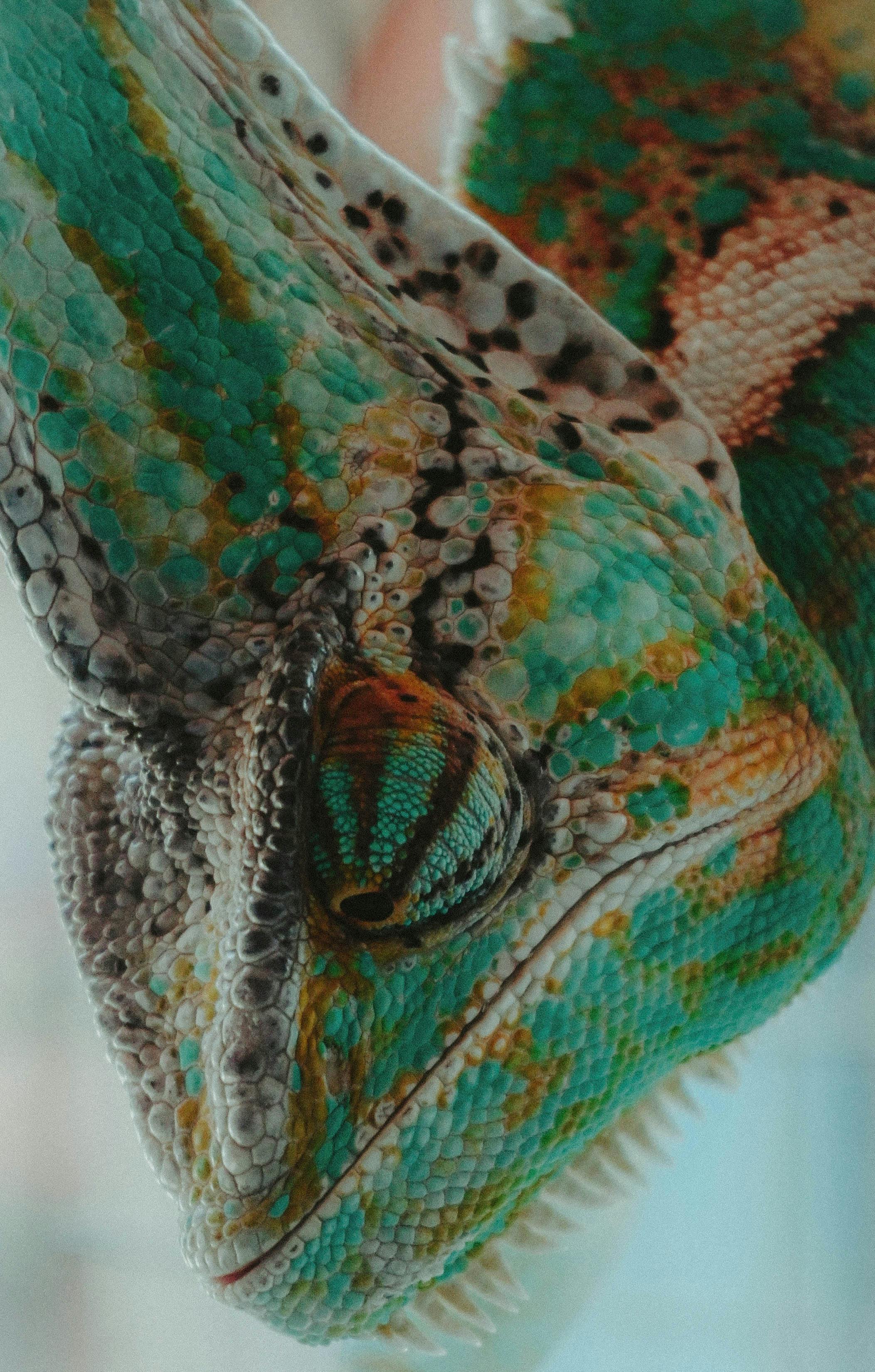 Free stock photo of activities, animal, animal market