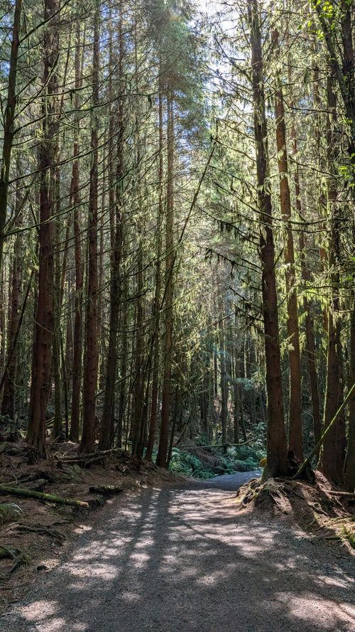 Free Peaceful trail winding through a sunlit forest with towering trees, inviting exploration. Stock Photo