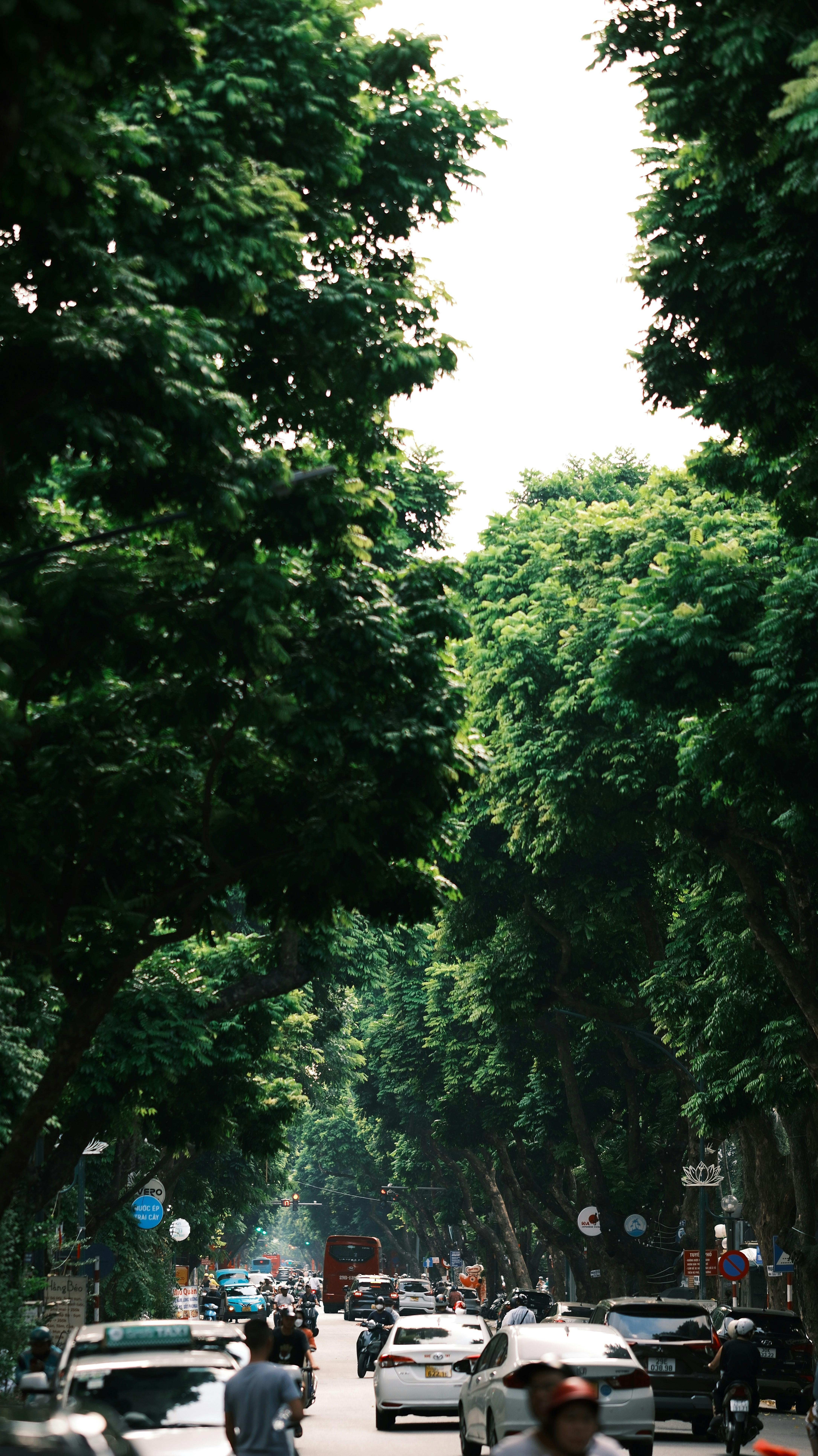 Vibrant city street with dense foliage and active traffic, capturing a bustling urban vibe.