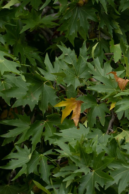 Free Detailed view of green maple leaves with a hint of autumn color change. Stock Photo