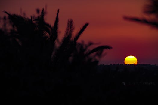 Vibrant sunset captured over Cagliari, Sardinia with silhouetted foliage framing the scene.