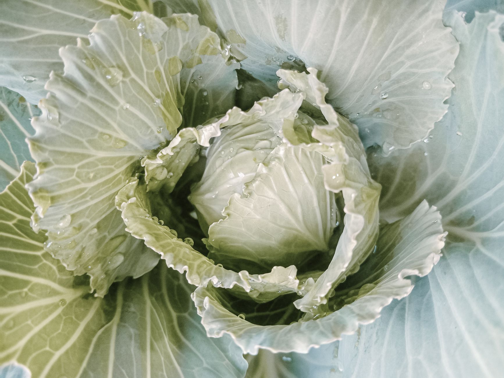 Vibrant close-up of fresh cabbage leaves with dew drops in a garden setting.