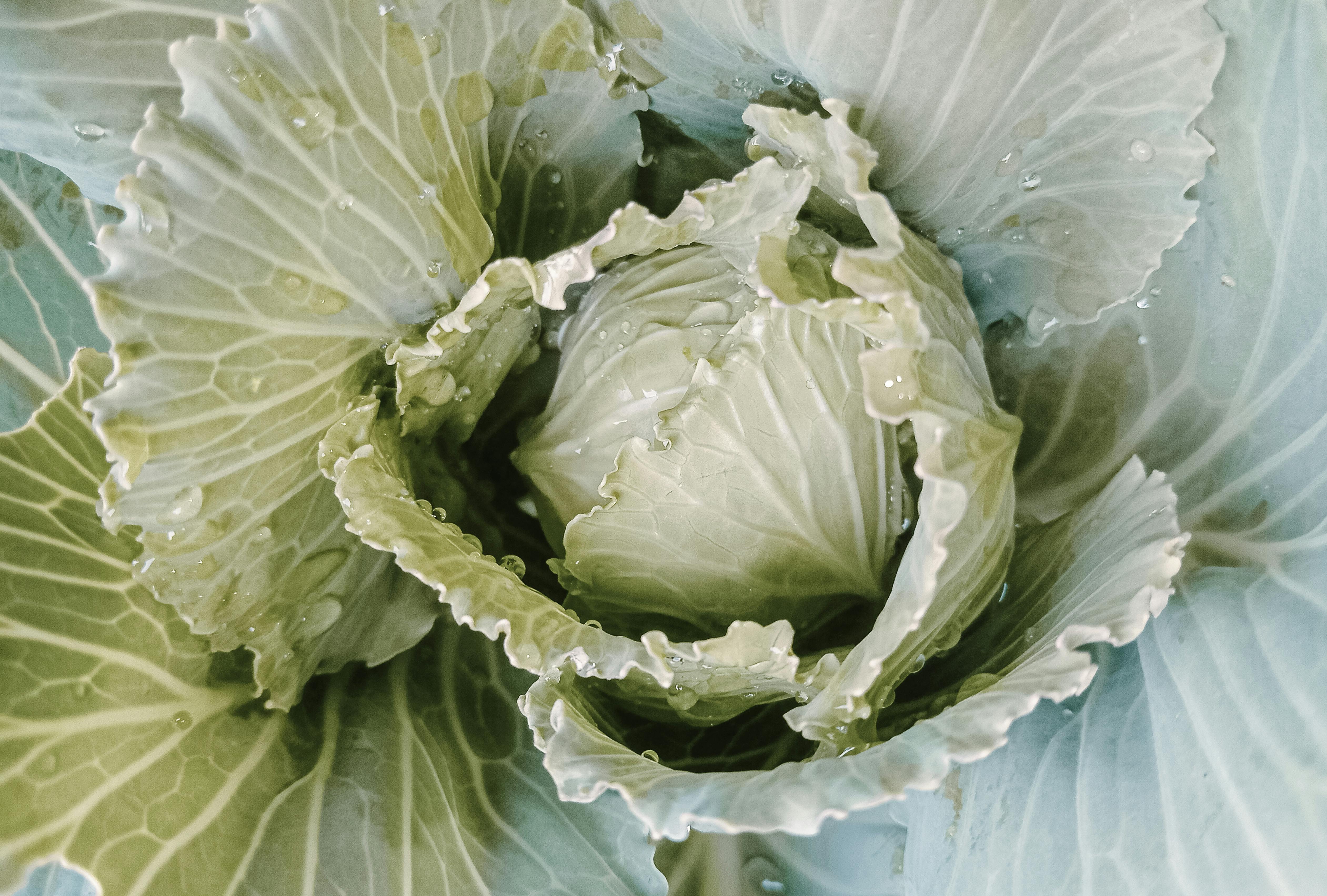 6 Vegetable Gardening Mistakes Beginners Make — And What To Do Instead — Photo by Calvin _Cowakces on Pexels