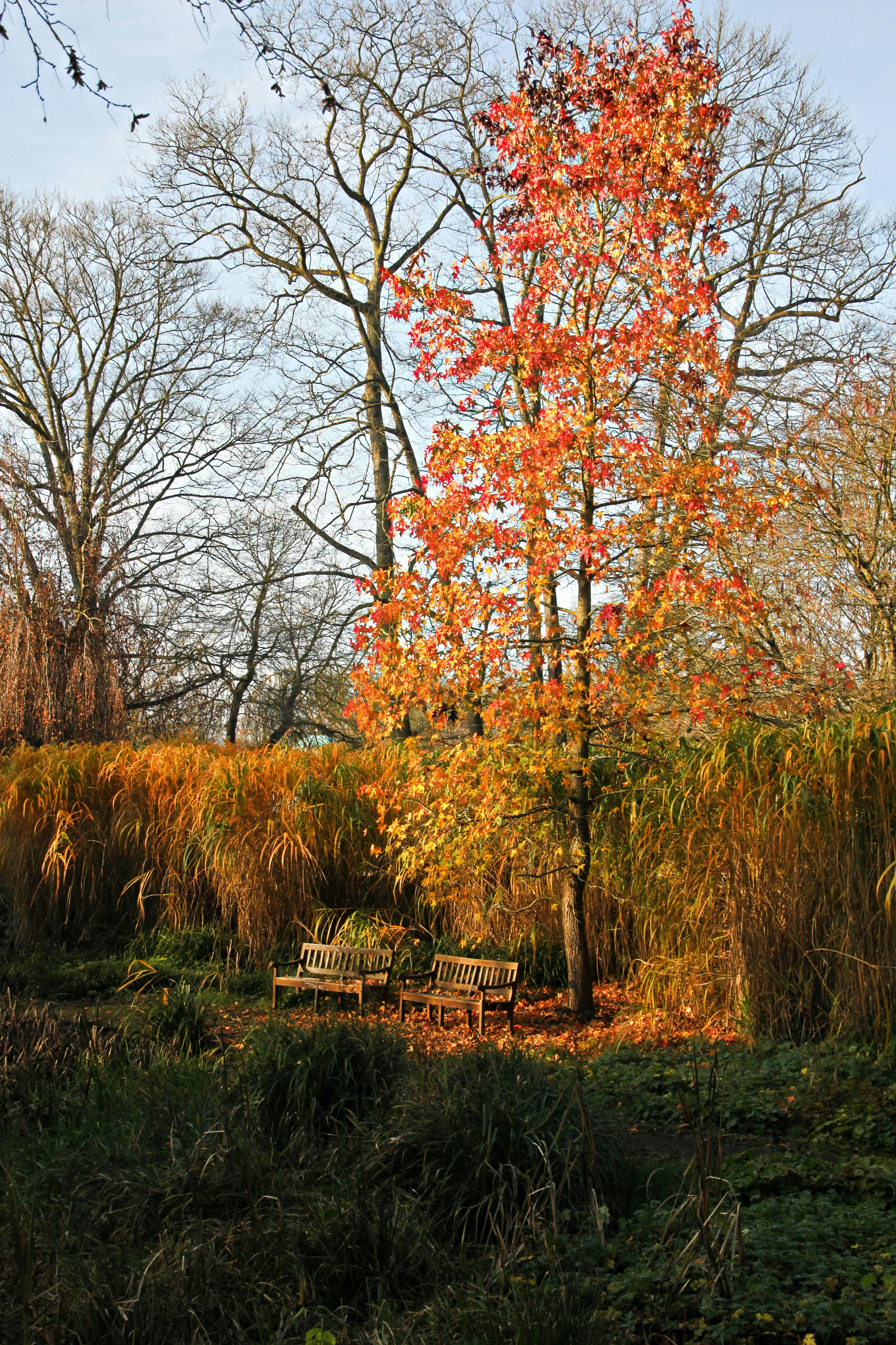 A tranquil autumn setting with golden leaves and benches under a tree, perfect for relaxation.