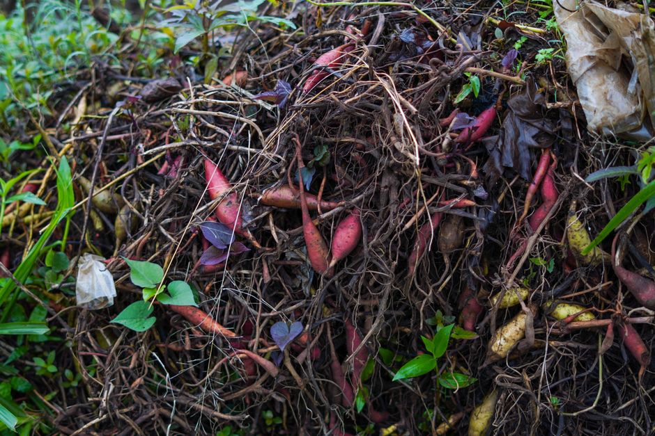 Green Waste Removal in Melbourne: A Complete Guide for Homeowners