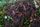 compost