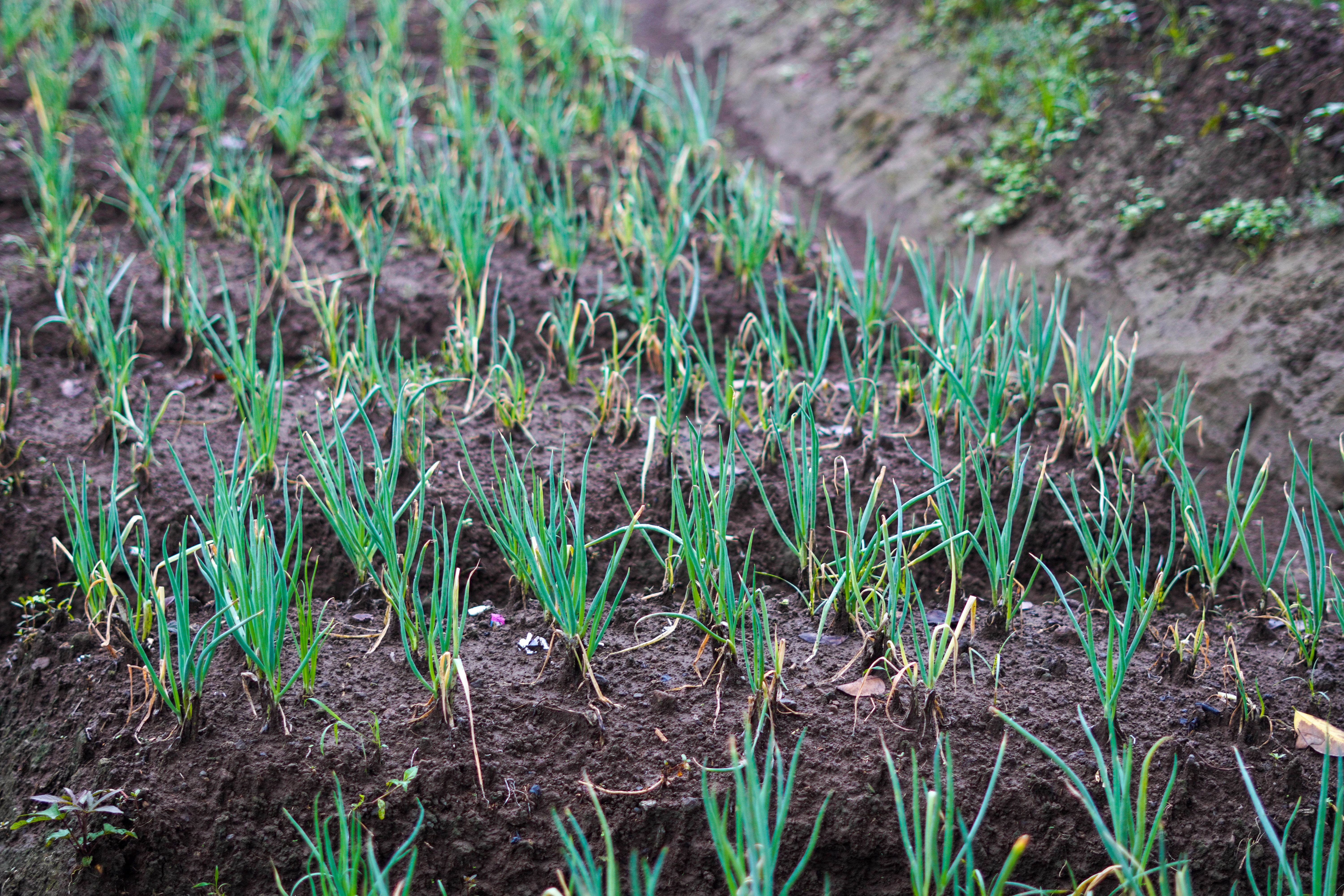 Close-up of green onions growing in fertile soil capturing the growth of young plants.
