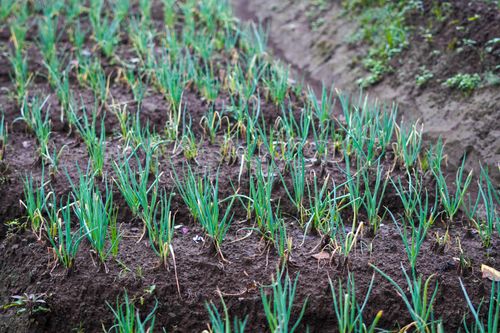 Free Close-up of green onions growing in fertile soil capturing the growth of young plants. Stock Photo