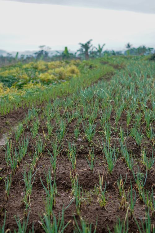 A field of onions growing in the middle of a dirt road · Free Stock Photo