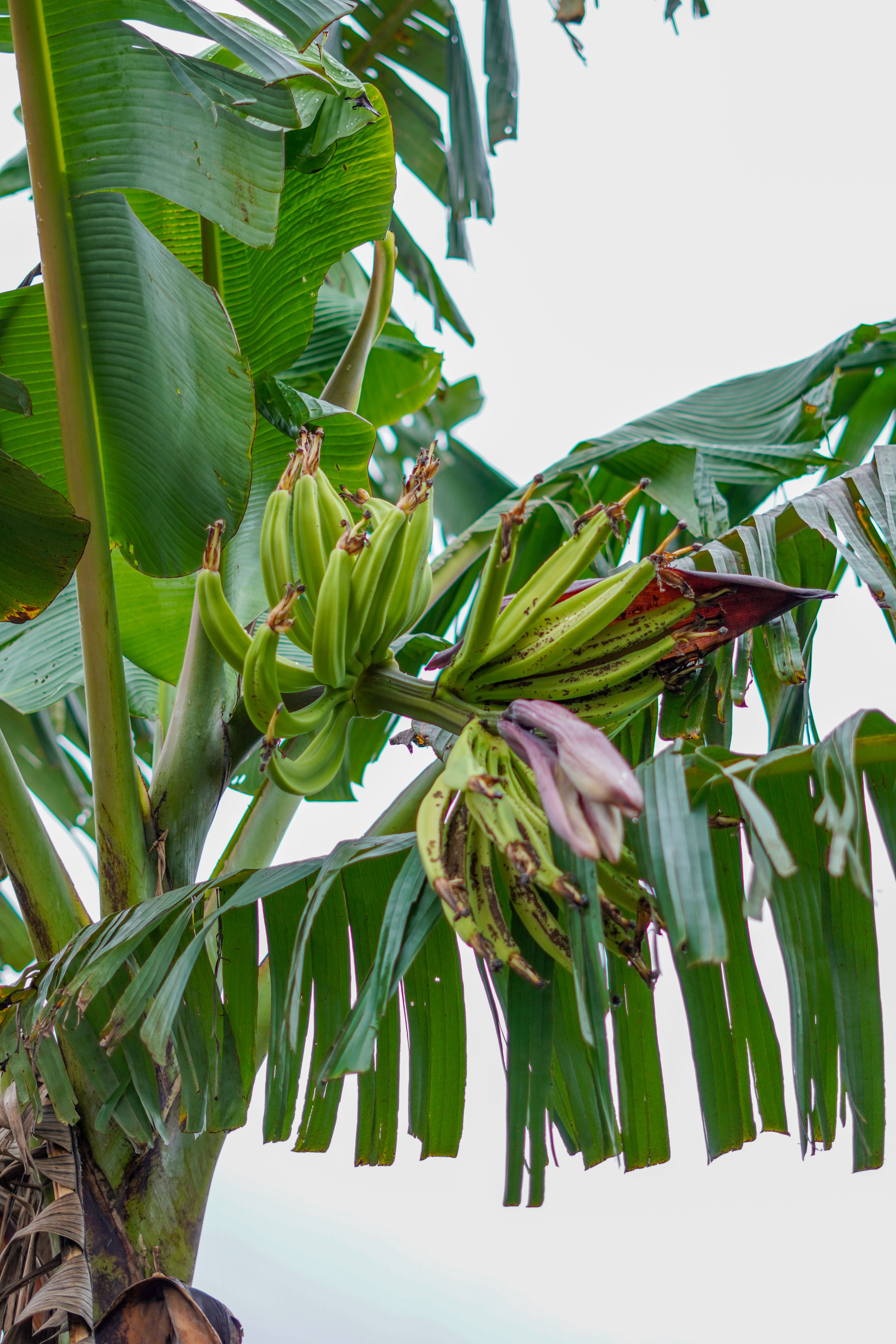 Tissue Culture Banana