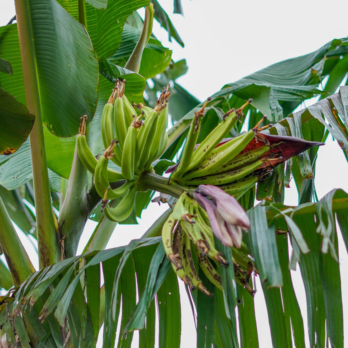 Tissue Culture Banana fruit