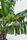 banana tree
