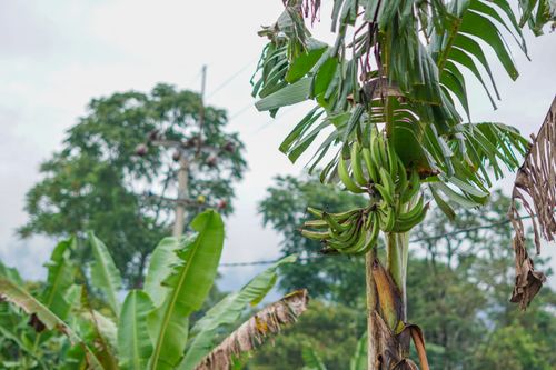 Free Lush green banana tree with unripe bananas in a tropical setting, showcasing vibrant foliage. Stock Photo