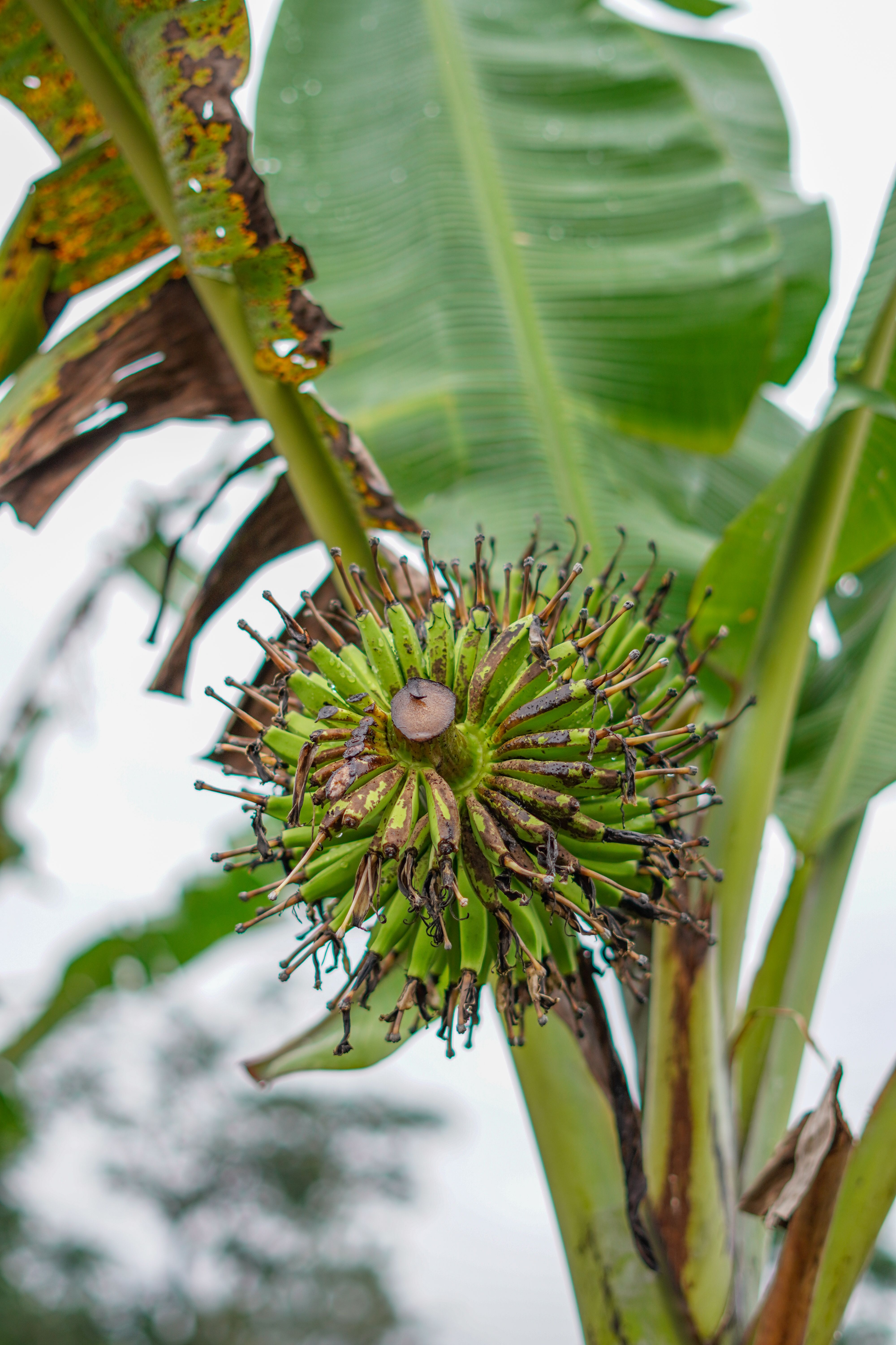 Close-up of green bananas growing on a tree in a tropical setting on a bright summer day.