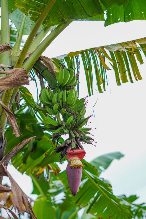 Free Close-up of ripe bananas and a flower hanging on a tropical banana tree outdoors. Stock Photo