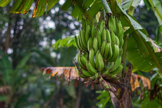 Close-up of a cluster of green bananas hanging on a tree in a lush tropical environment.