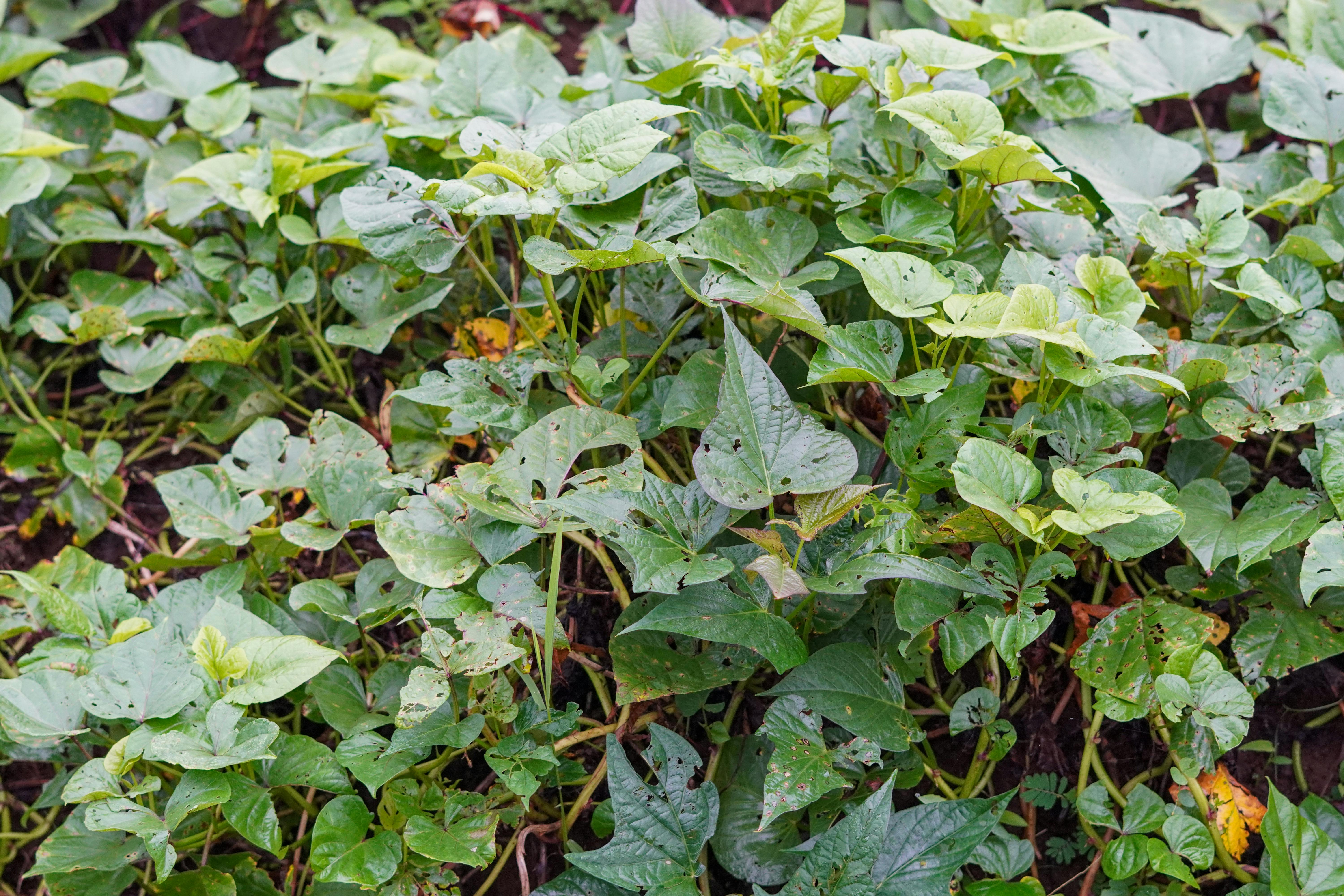 財經：拜耳除草劑致癌案件達成和解協議，影響廣泛