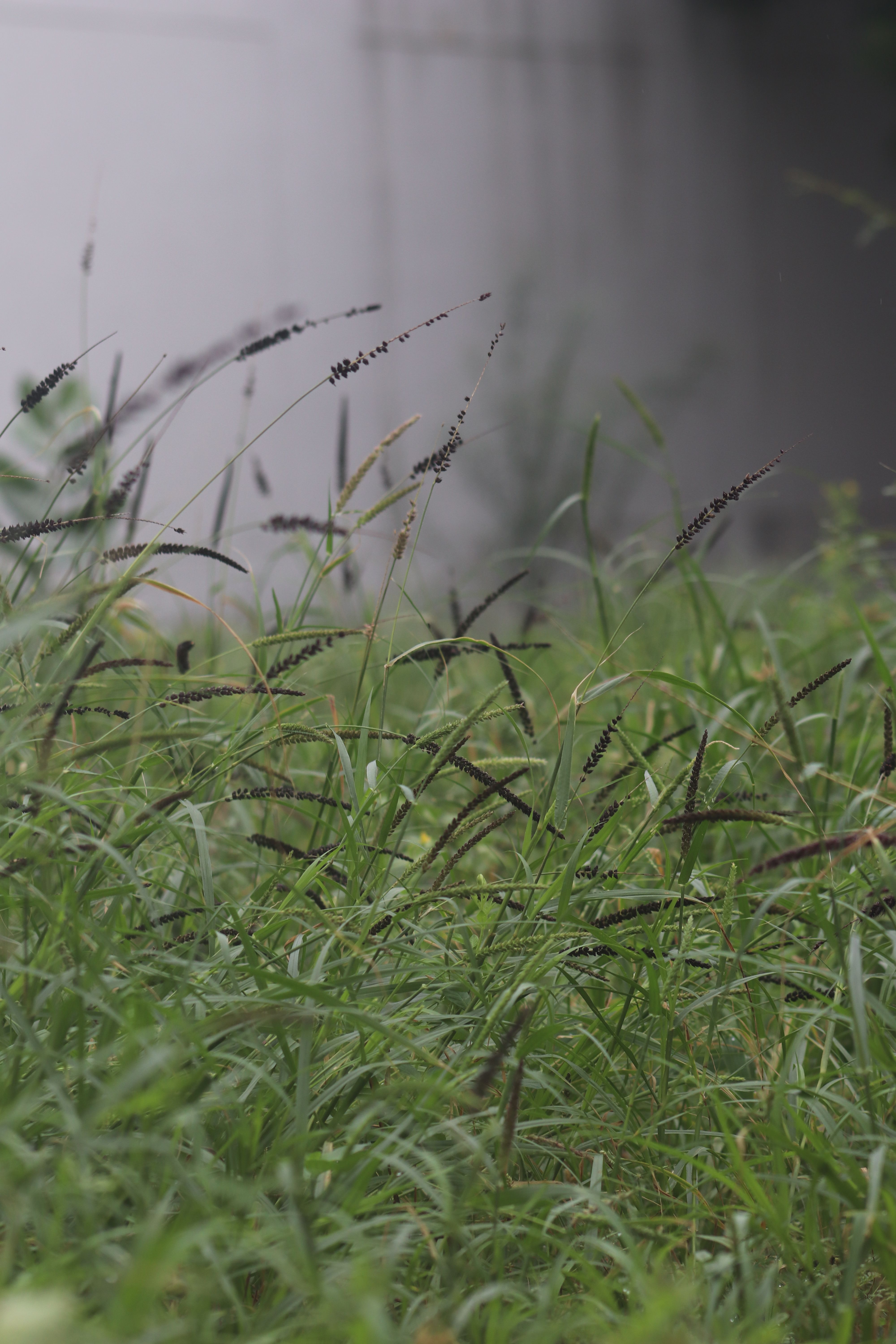 Shrubs in a Park · Free Stock Photo