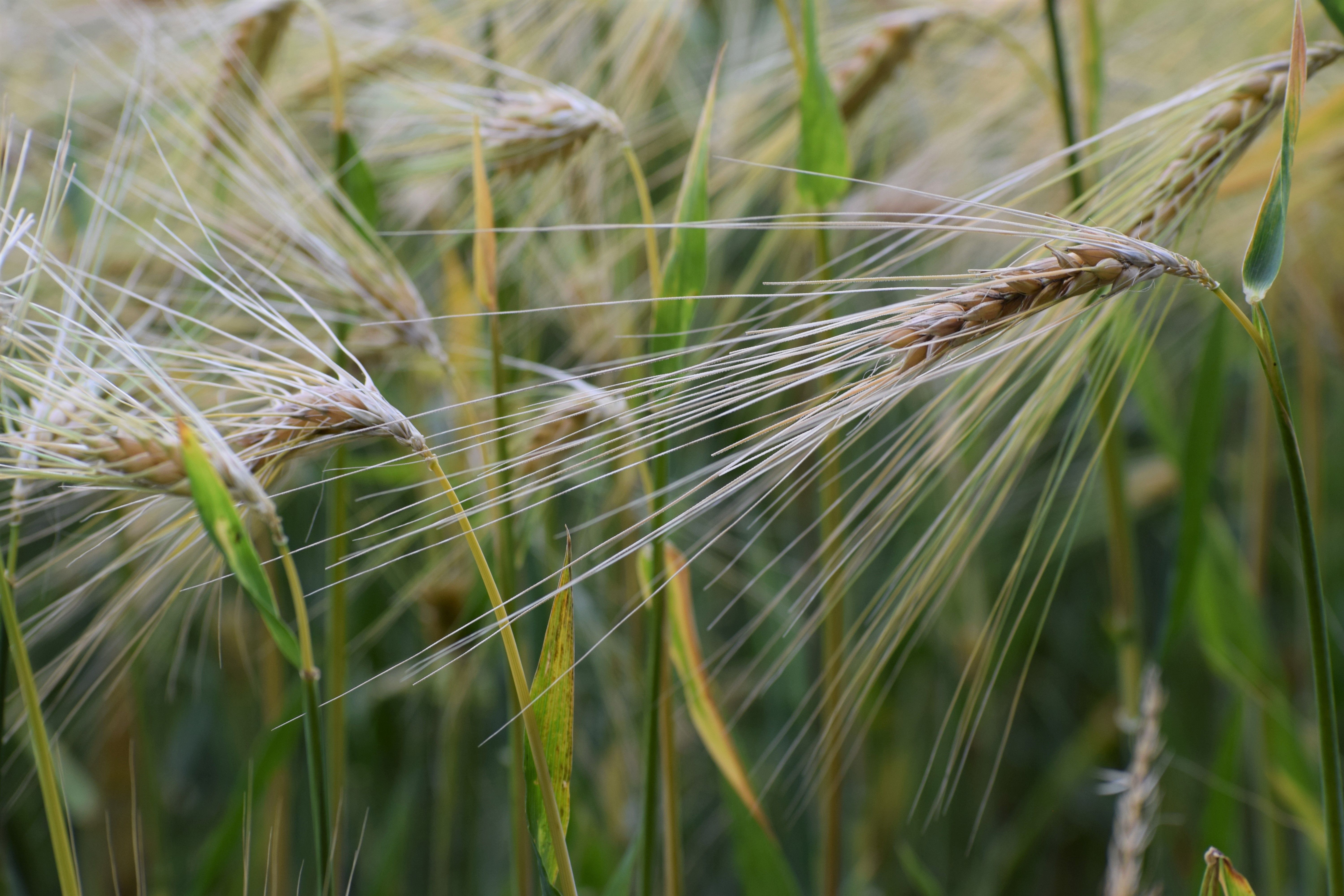 Detailed close-up of ripe barley spikes in a green field during summer.