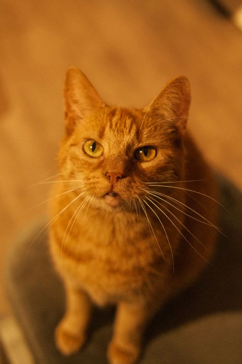 Free Adorable ginger cat with striking eyes looking up, showcasing its curious nature. Stock Photo