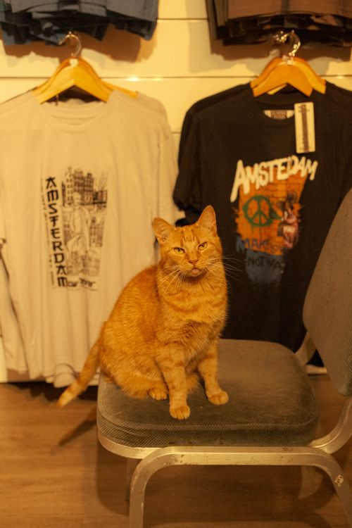 Free Charming ginger cat sitting on a chair in an Amsterdam t-shirt store. Stock Photo