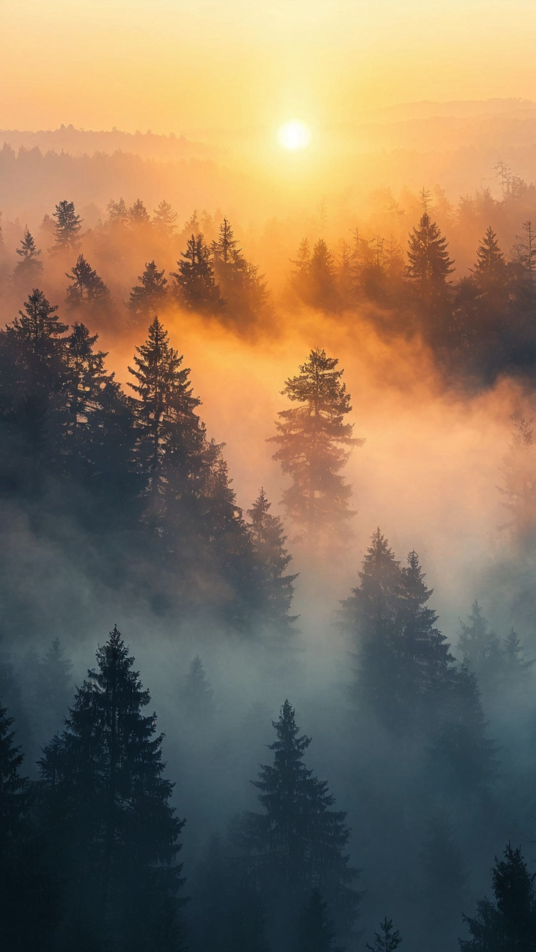Breathtaking sunrise over a misty coniferous forest, offering a serene and scenic landscape view.