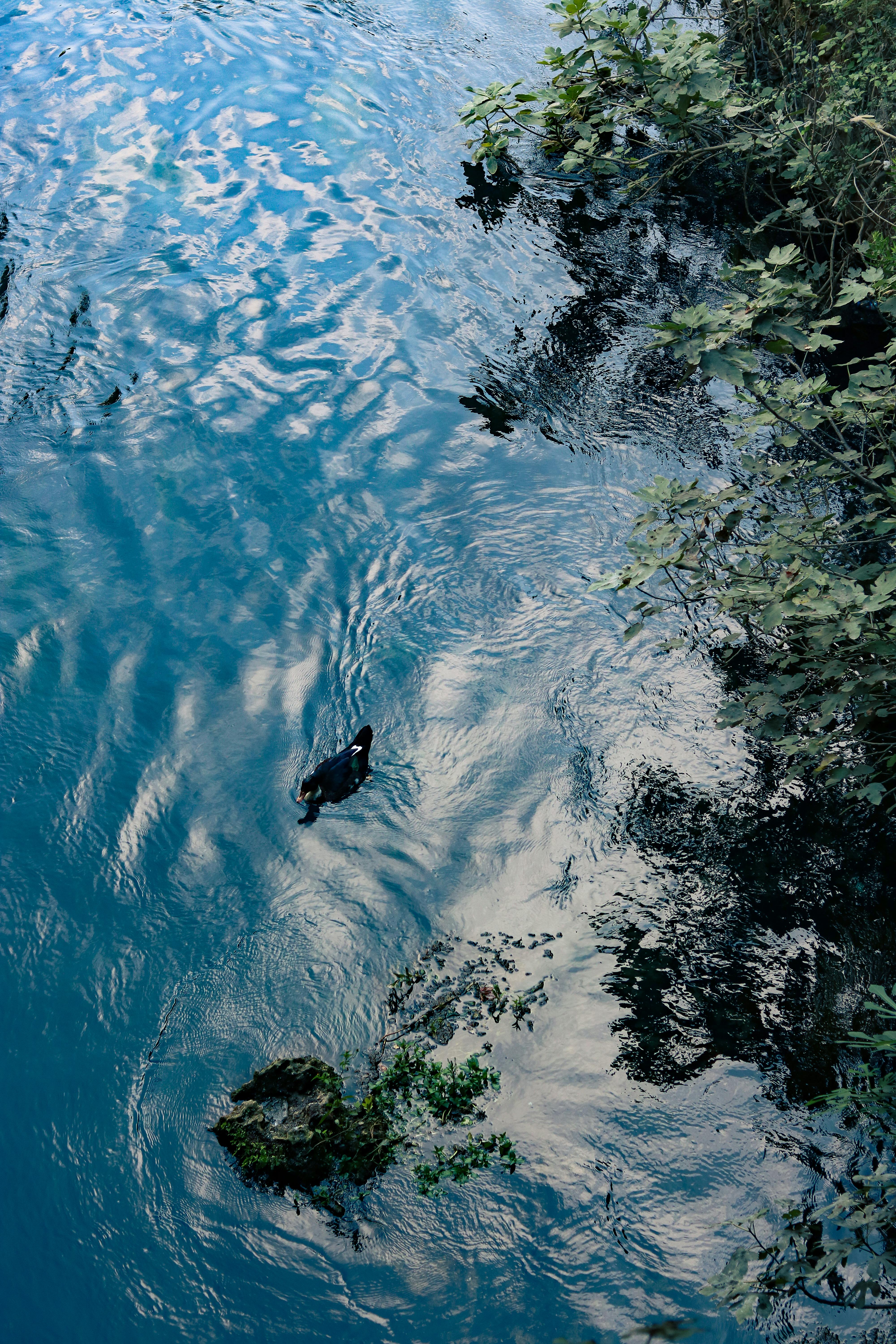 A serene scene of a duck swimming in a blue lake, surrounded by lush greenery and reflecting clouds.
