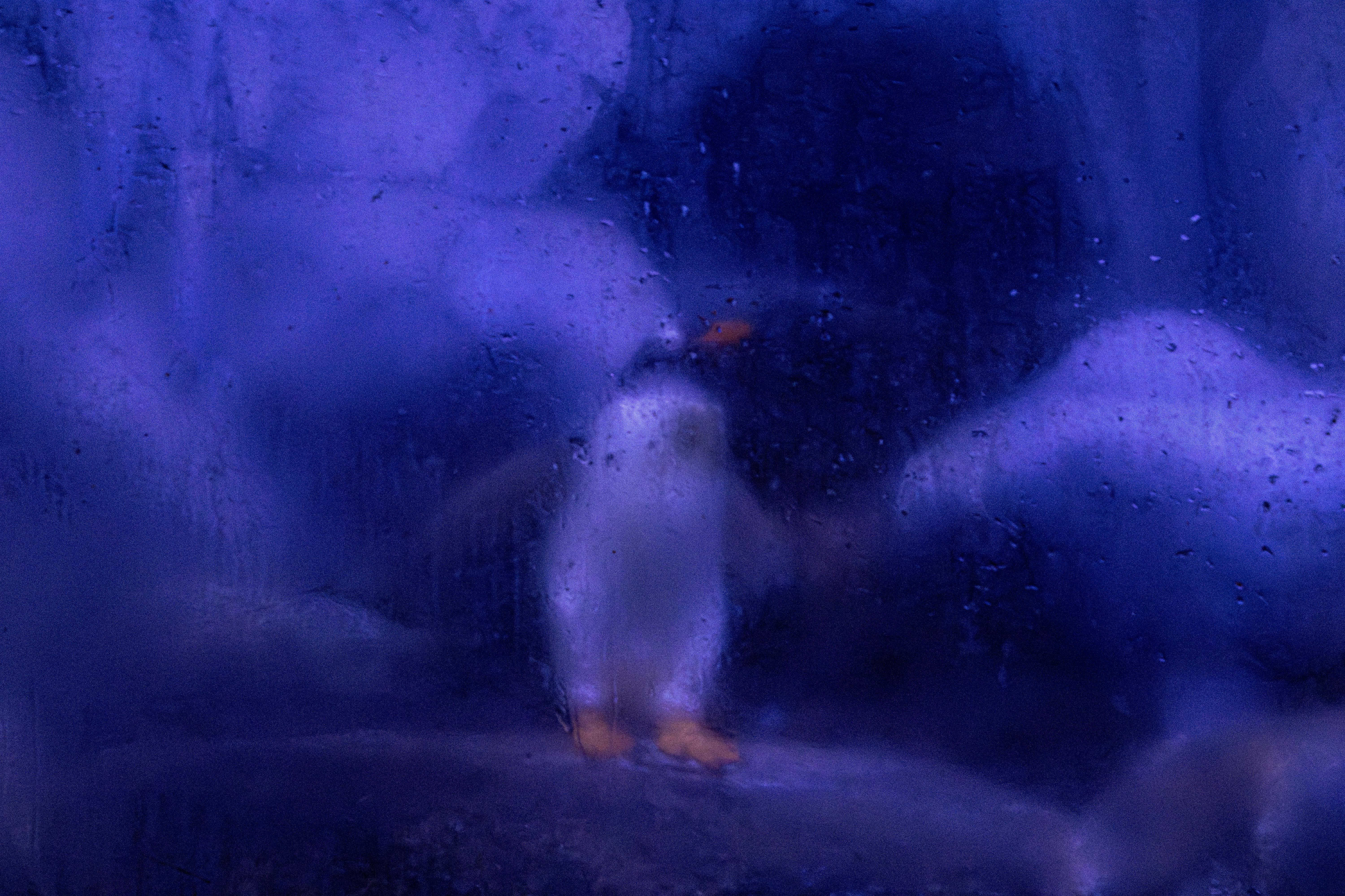 Exploring Strange Animal Behaviors: Insights from the Animal Kingdom